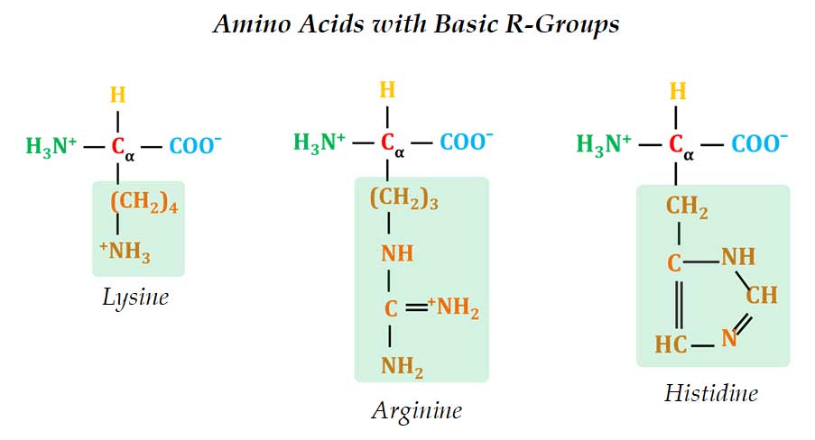 structure of lysine and arginine