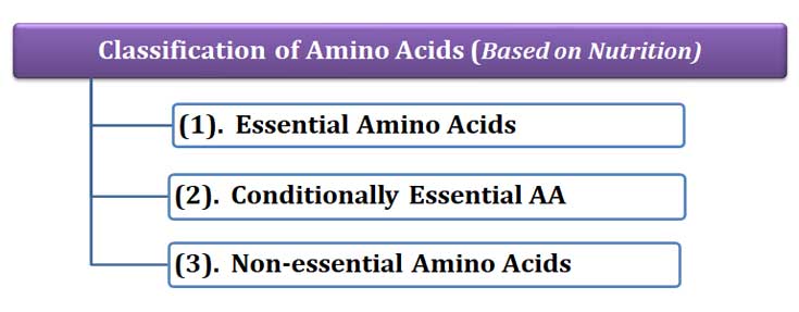 conditionally essential amino acids