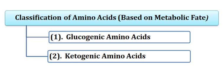 what is glucogenic amino acids