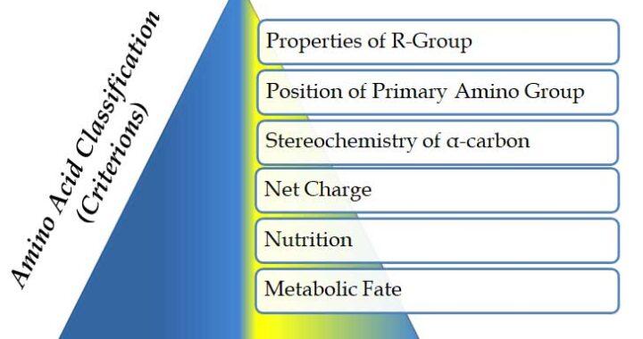 classification of amino acids