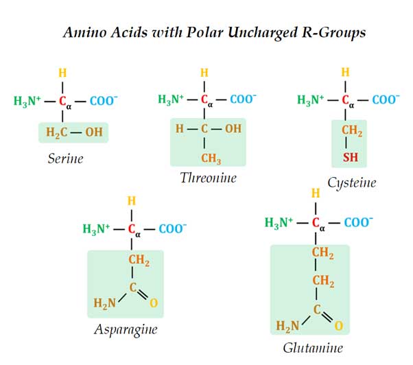 polar amino acids examples