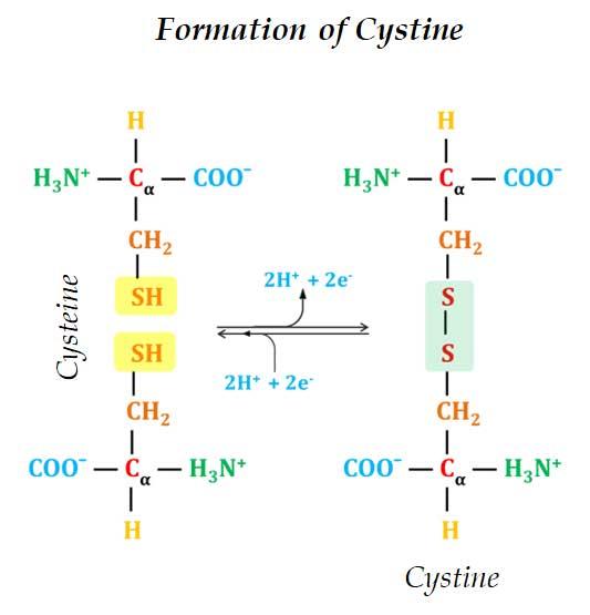 how cystine is formed