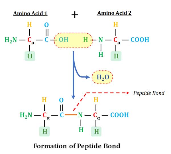 Peptide bond structure