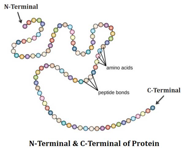 Peptide Linkage in Protein
