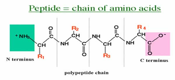 Peptide bond formation