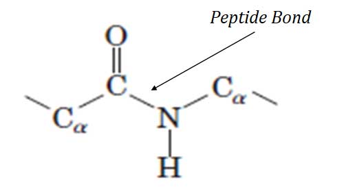characteristics of peptide bond