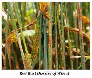 Rust Seed Breeding Objectives of Plant Breeding | EasyBiologyClass