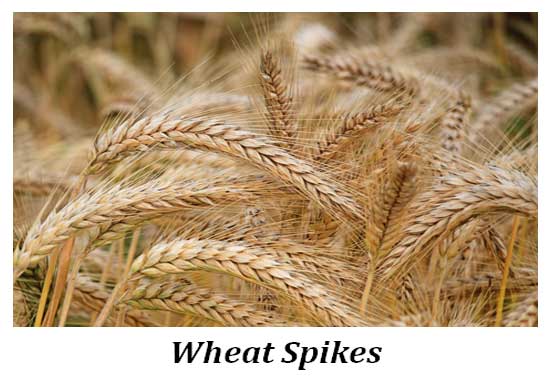 high yielding wheat
