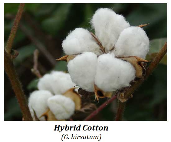 what is hybrid cotton