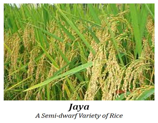 jaya variety of rice