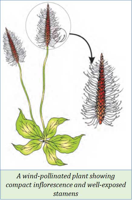 features of a wind pollinated plant