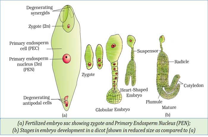 globular embryo stage