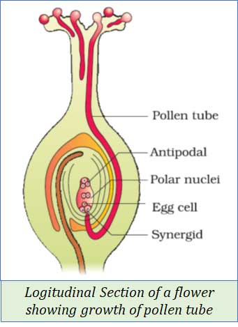 entry of pollen tube to the ovule