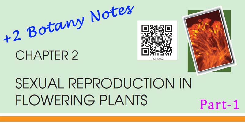 Plus Two Botany Notes Sexual Reproduction in Flowering Plants