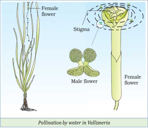 pollination in hydrophytes