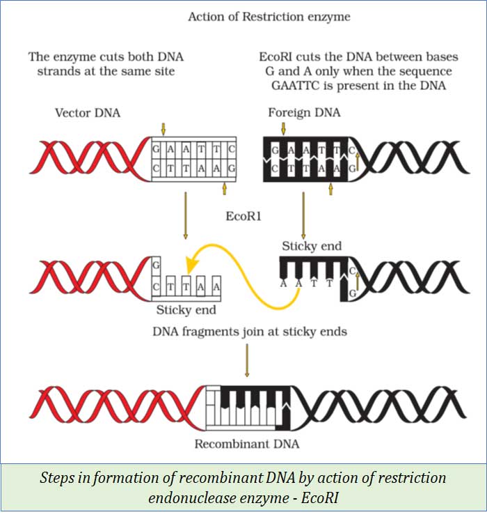 action of restriction enzymes