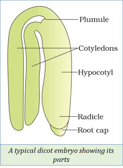 Sexual Reproduction in Flowering Plants