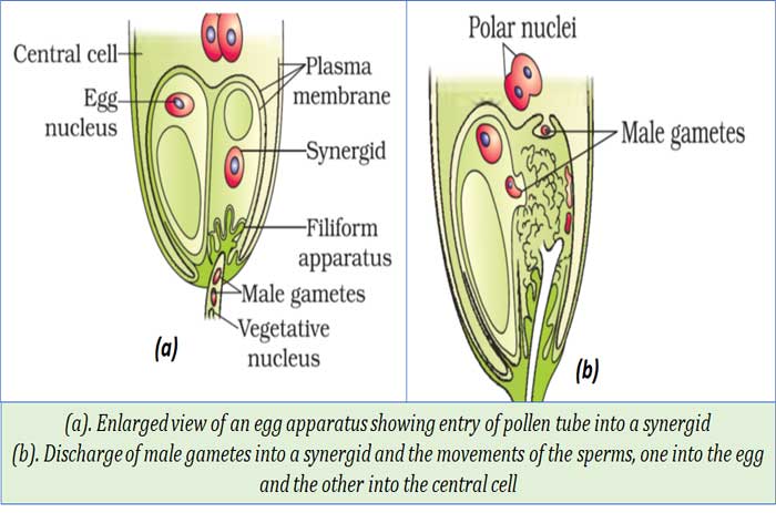 How fertilization occurs in Angiosperms