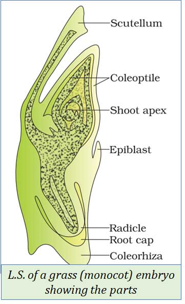 structure of grass embryo