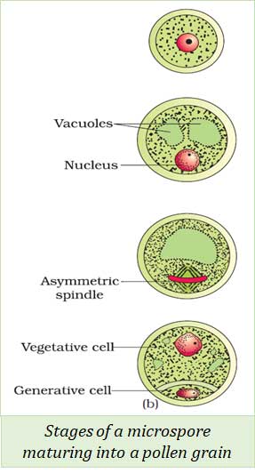 structure of mature pollen