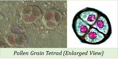 what is pollen tetrad