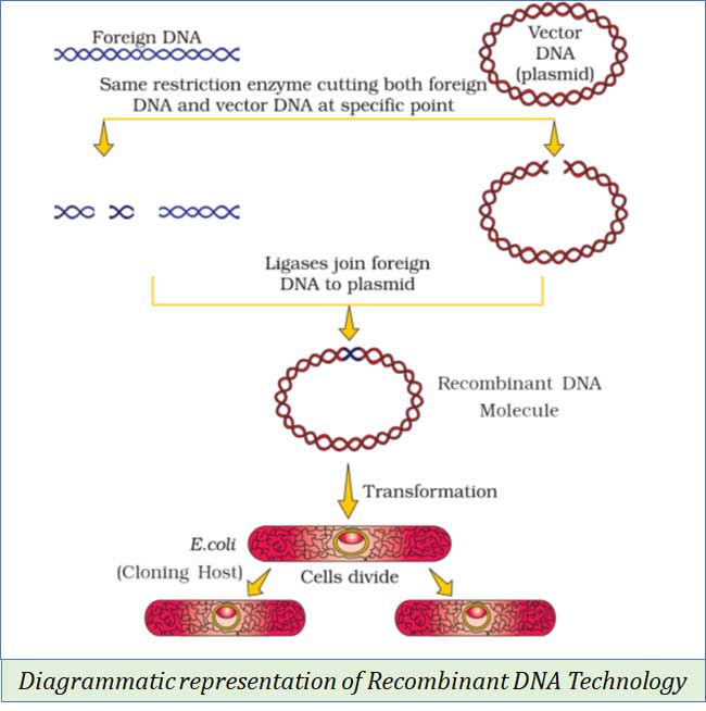 recombinant dna technology steps