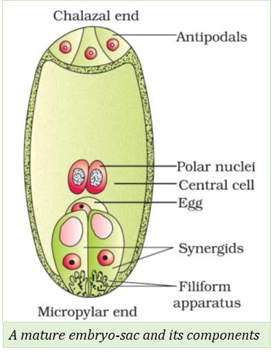 egg apparatus consists of