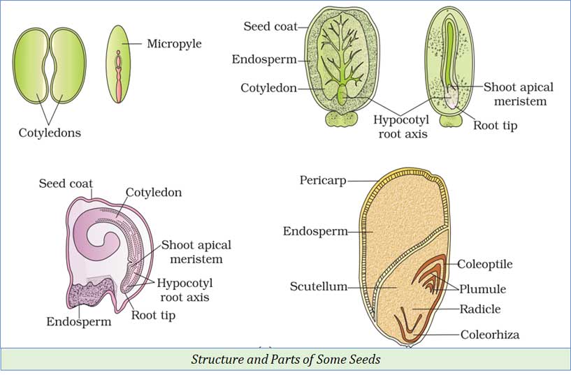 anatomy of seeds