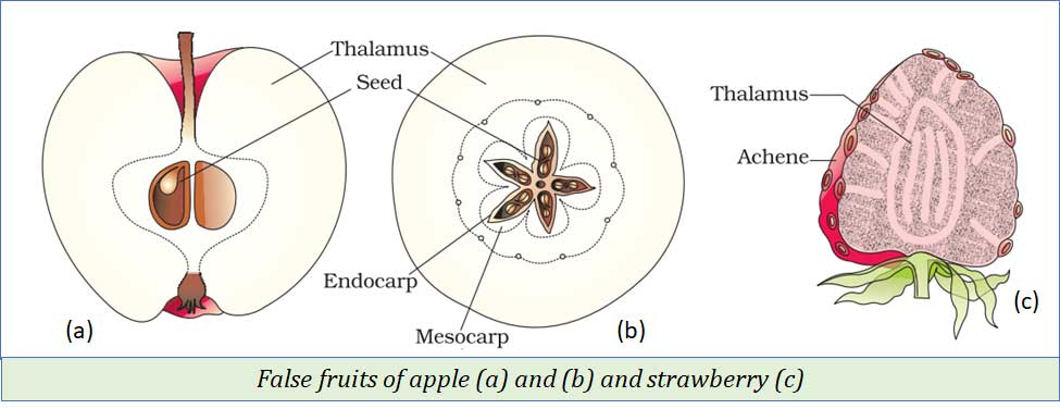 example for false fruit