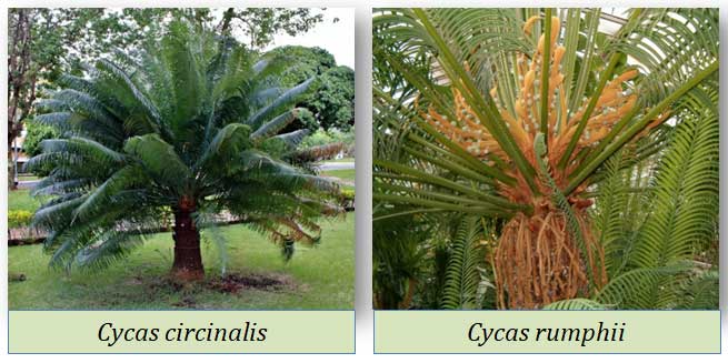 distribution of cycas in india