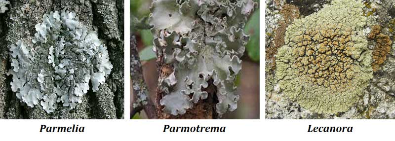 lichens as source of food