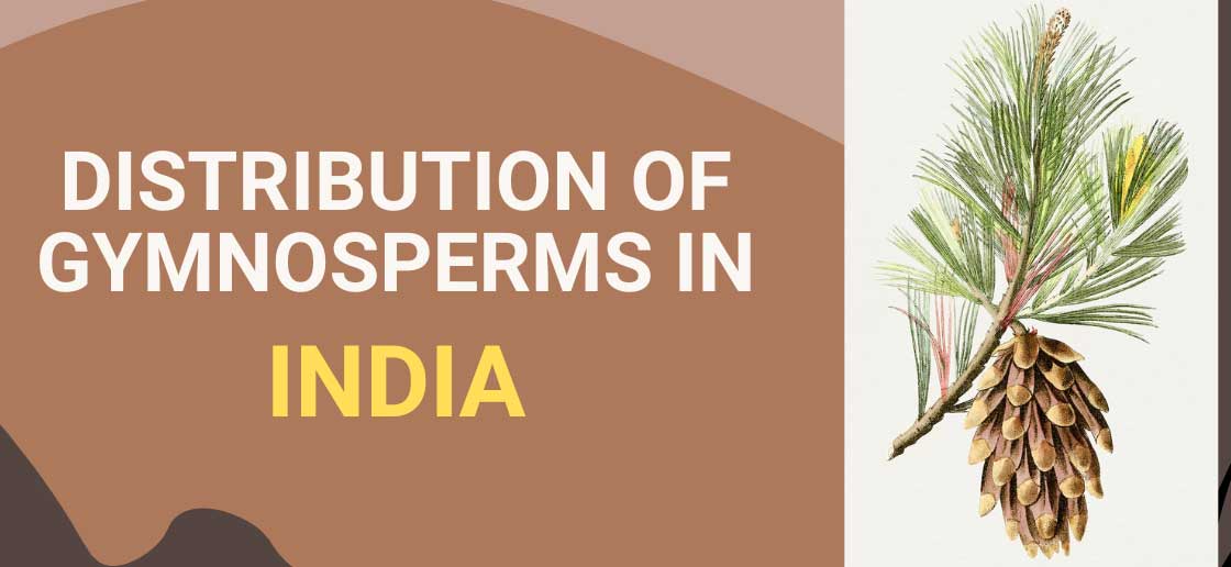 occurrence of gymnosperms in India