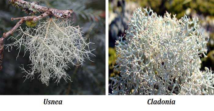 Economic Importance of Lichens | EasyBiologyClass
