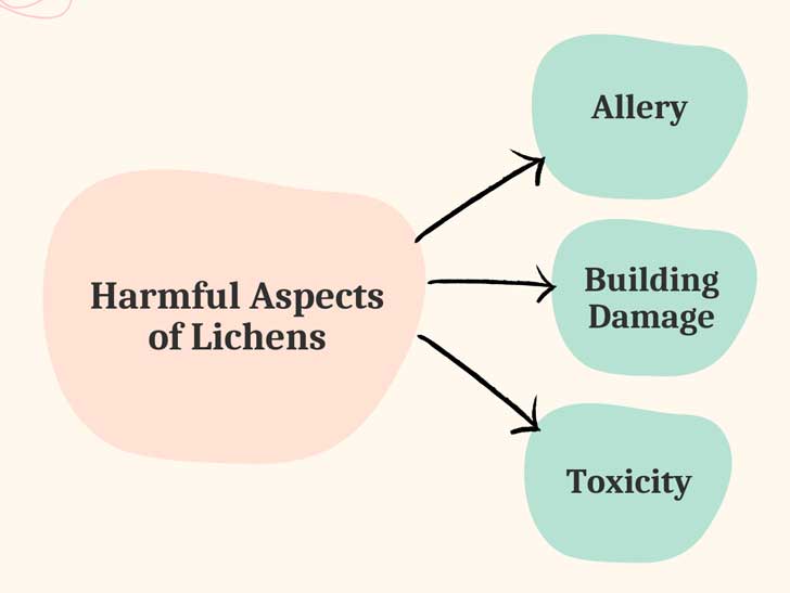 non beneficial aspects of lichens