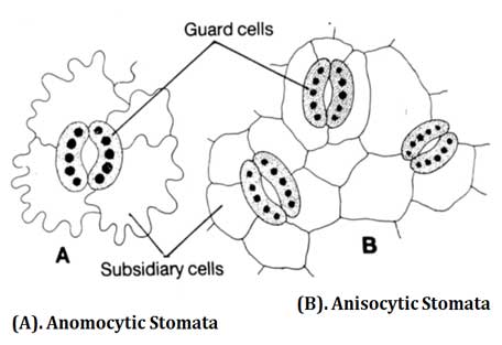 anisocytic and anomocytic stomata