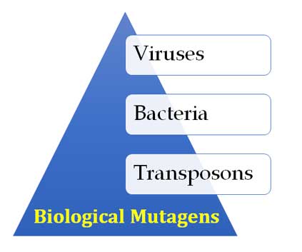 how viruses cause mutation
