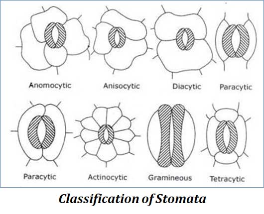 Classification of Stomata