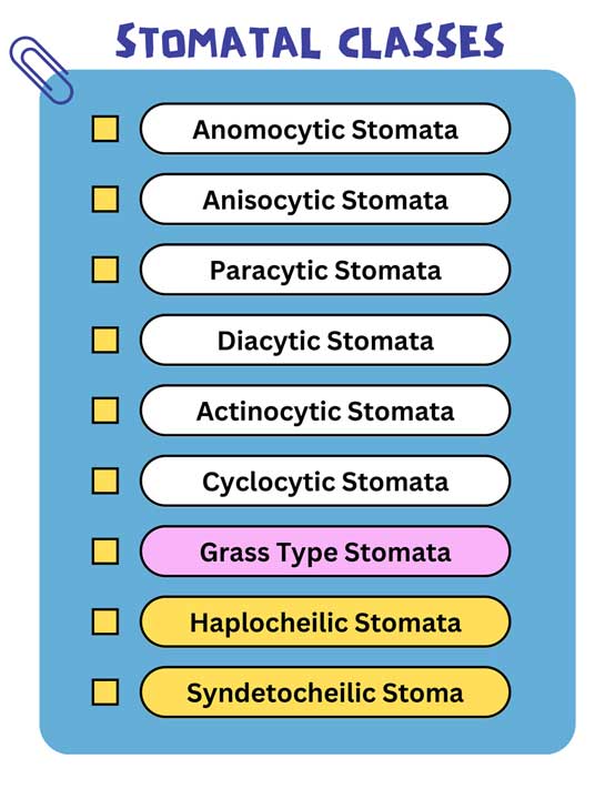 classification of stomata