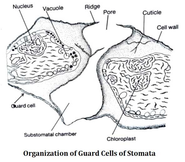 Structure and Function of Stomata EasyBiologyClass