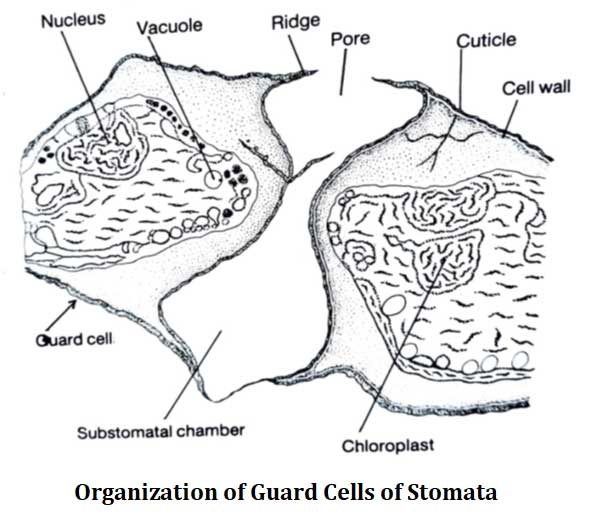ultra structure of stomata