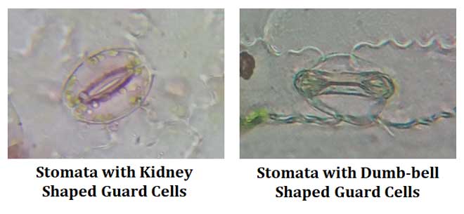 stomata of grasses and eudicots