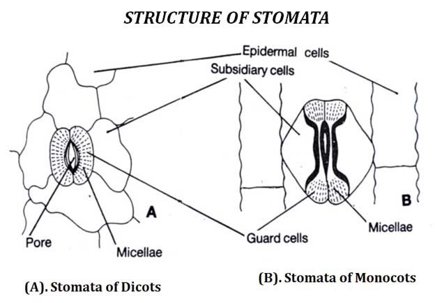 Structure and Function of Stomata
