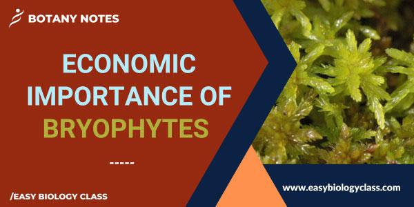bryophytes economic importance