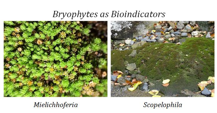 bryophyte bioindicator