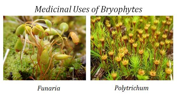 medicinal uses of bryophytes