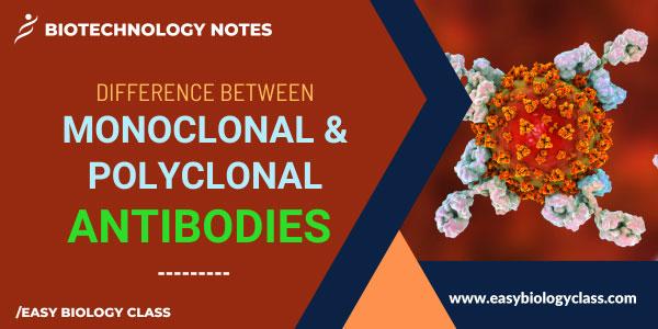 Monoclonal vs Polyclonal Antibodies