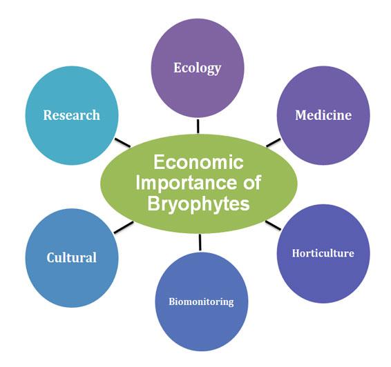 economic importance of bryophytes