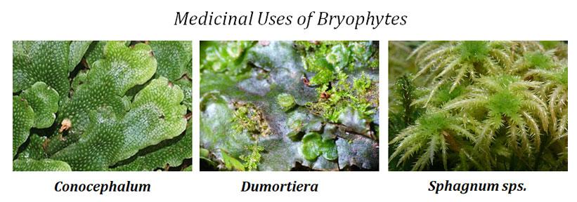 which bryophyte is used as medicine