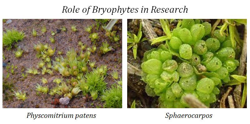 bryophyte model organism in genetics