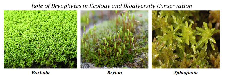 conservation of bryophyte biodiversity